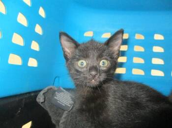 A388840 -  Domestic Short Hair Cat for Adoption in Ocala, Florida - A388840 | PetCurious