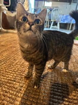 Tabby Cats Available for Adoption - Cleo | PetCurious