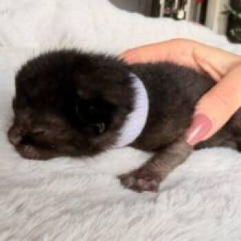 Nebula (white) -  Domestic Short Hair Cat for Adoption in Talent, Oregon - Nebula (white) | PetCurious