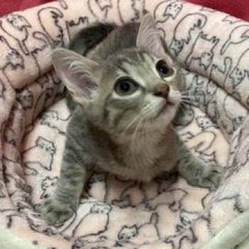 Cardinal -  Tabby Cat for Adoption in Green Valley, Arizona - Cardinal | PetCurious