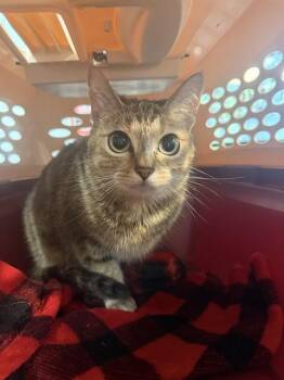 LUNA -  Domestic Short Hair Cat for Adoption in Fort Walton Beach, Florida - LUNA | PetCurious