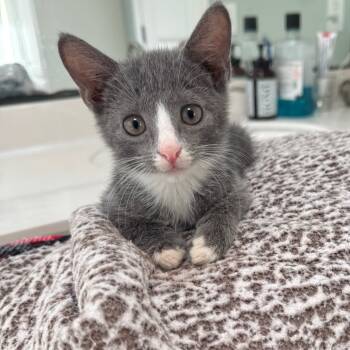 Rescue Domestic Short Hair Cats for Adoption in Abbeville, South Carolina - 1338 Dorian | PetCurious