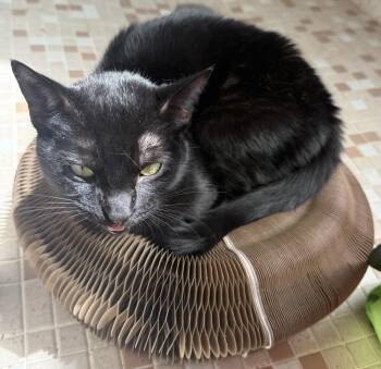 Domestic Short Hair Cats Available for Adoption in Chandler, Arizona - Pawla Abdul | PetCurious
