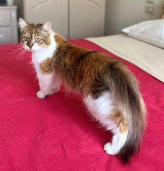 Dorothy -  Siberian and Calico Cat for Adoption in Brampton, Ontario - Dorothy | PetCurious