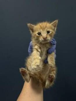 RAINBOW -  Domestic Short Hair Cat for Adoption in Doral, Florida - RAINBOW | PetCurious