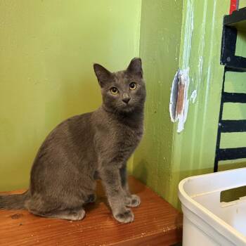 Grave -  Domestic Short Hair Cat for Adoption in Los Angeles, California - Grave | PetCurious