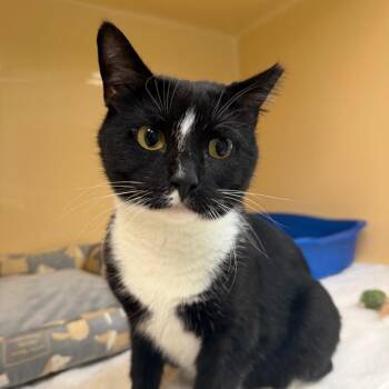 Oreo -  Domestic Short Hair Cat for Adoption in East Hanover, New Jersey - Oreo | PetCurious