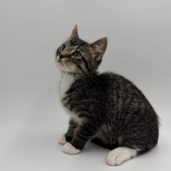 Dressbarn -  Domestic Short Hair Cat for Adoption in State College, Pennsylvania - Dressbarn | PetCurious