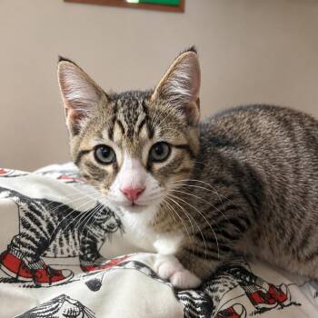 Peanut -  Domestic Short Hair Cat for Adoption in Madison, Wisconsin - Peanut | PetCurious