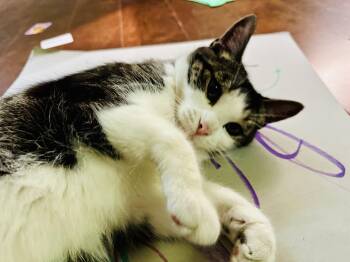 Rescue Domestic Short Hair Cats for Adoption in Midland, Michigan - Merrill Courtesy Listing | PetCurious