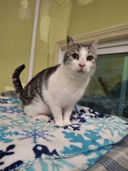 Domestic Short Hair Cats Available for Adoption - Hemingway AT Petsmart Newington | PetCurious