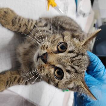 Rescue Domestic Short Hair Cats for Adoption in Summerville, South Carolina - Briar | PetCurious