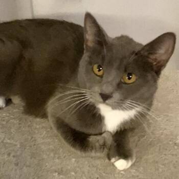 Domestic Short Hair Cats Available for Adoption - Pandora | PetCurious