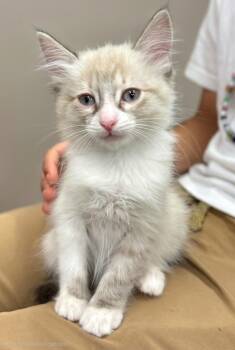 Vincent -  Siamese and Domestic Medium Hair Cat for Adoption in Campbell, California - Vincent | PetCurious