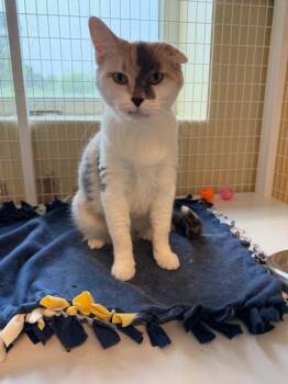 Sweet Pea -  Domestic Short Hair and Calico Cat for Adoption in Williamsburg, Iowa - Sweet Pea | PetCurious