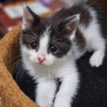 Bobbie Ikea -  Domestic Short Hair Cat for Adoption in Springfield, Illinois - Bobbie Ikea | PetCurious