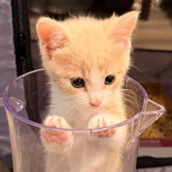 Opal -  Domestic Short Hair Cat for Adoption in Houston, Texas - Opal | PetCurious