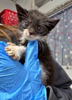 Rescue Domestic Short Hair Cats for Adoption in Morton Grove, Illinois - Calf | PetCurious