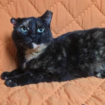 Maeve -  Domestic Short Hair Cat for Adoption in Waterloo, Iowa - Maeve | PetCurious