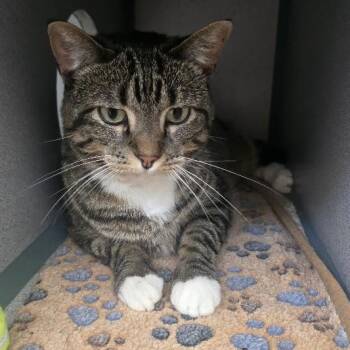 Penelope -  Domestic Short Hair Cat for Adoption in Waterloo, Iowa - Penelope | PetCurious