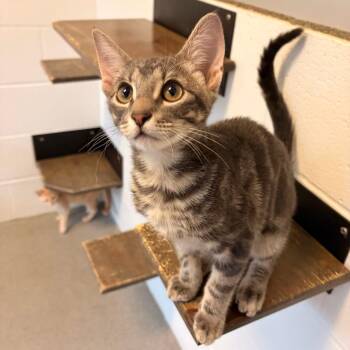 House Arrest -  Domestic Short Hair Cat for Adoption in Carencro, Louisiana - House Arrest | PetCurious