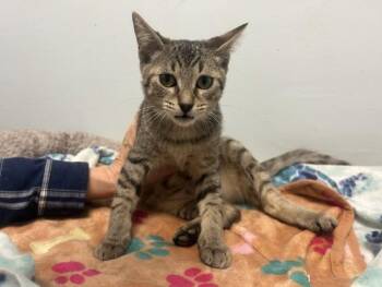 Sassafras -  Domestic Short Hair Cat for Adoption in Chicago, Illinois - Sassafras | PetCurious