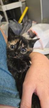 Rescue Domestic Short Hair Cats for Adoption in Davidson, North Carolina - Malala | PetCurious