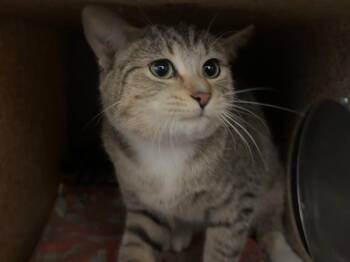 Domestic Short Hair and Tabby Cats Available for Adoption - Florence Nightingwhisker | PetCurious