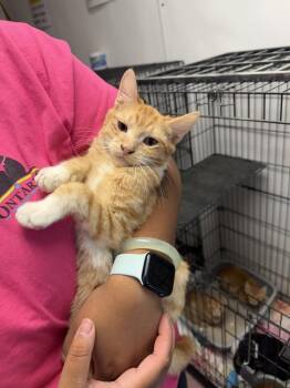 Isaiah -  Domestic Short Hair Cat for Adoption in Ontario, California - Isaiah | PetCurious