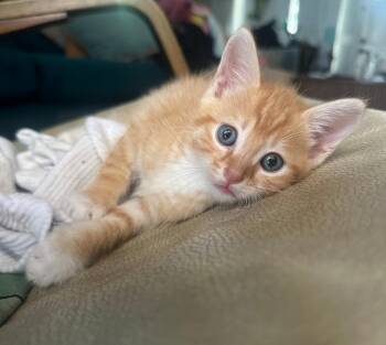 Beckham -  Tabby Cat for Adoption in San Juan Capistrano, California - Beckham | PetCurious