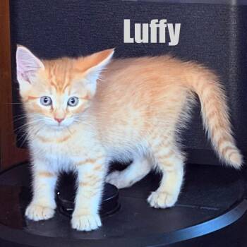 Luffy -  Domestic Short Hair Cat for Adoption in Talent, Oregon - Luffy | PetCurious