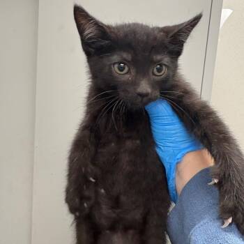 Jerry -  Domestic Short Hair Cat for Adoption in Columbiana, Alabama - Jerry | PetCurious