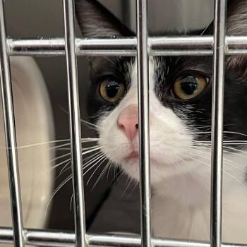 Domestic Short Hair Cats Available for Adoption - Poptart | PetCurious