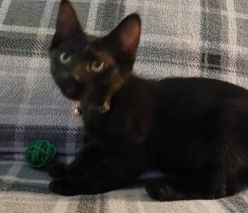 Domestic Short Hair Cats Available for Adoption in Phoenix, Arizona - Obsidian | PetCurious