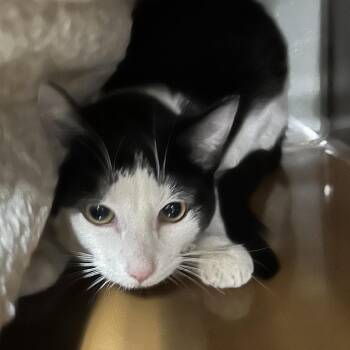 Domestic Short Hair Cats Available for Adoption - MOUSE | PetCurious