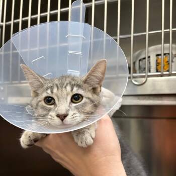 Blueberry -  Domestic Short Hair Cat for Adoption in Mentor, Ohio - Blueberry | PetCurious