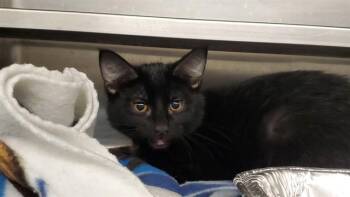 CHIEF -  Domestic Short Hair Cat for Adoption in Aurora, Illinois - CHIEF | PetCurious