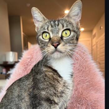 Rescue Domestic Short Hair Cats for Adoption in Orlando, Florida - Ru | PetCurious