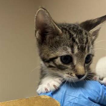 Edward -  Domestic Short Hair Cat for Adoption in Tempe, Arizona - Edward | PetCurious