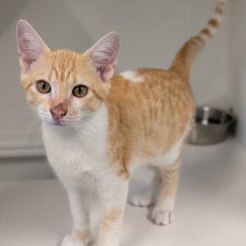 Tripp -  Domestic Short Hair Cat for Adoption in Prairie Du Chien, Wisconsin - Tripp | PetCurious