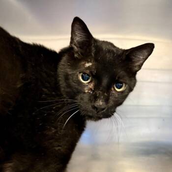 Binx -  Domestic Short Hair Cat for Adoption in Palm Springs, California - Binx | PetCurious