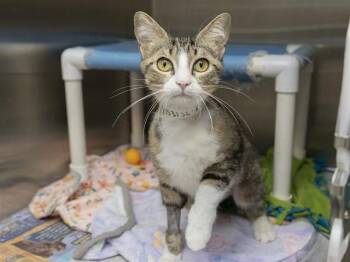 BISCUIT -  Domestic Short Hair Cat for Adoption in Phoenix, Arizona - BISCUIT | PetCurious