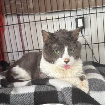 Domestic Short Hair Cats Available for Adoption - Rhumba | PetCurious