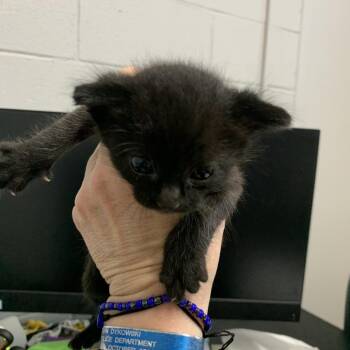 Domestic Short Hair Cats Available for Adoption in Buchanan Dam, Texas - Deck | PetCurious