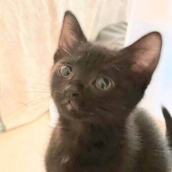 Felicia -  American Shorthair Cat for Adoption in Franklin, Tennessee - Felicia | PetCurious