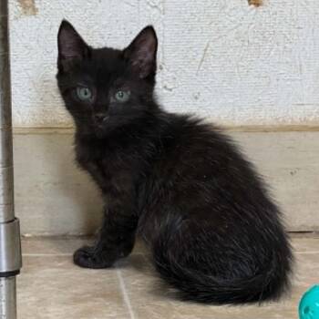 Milo 7211 -  Domestic Short Hair Cat for Adoption in Hamilton, Georgia - Milo 7211 | PetCurious