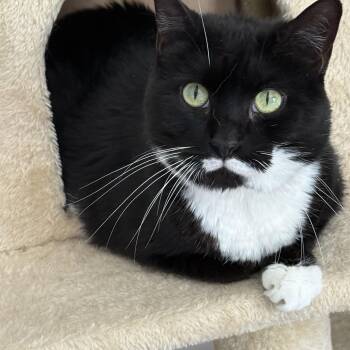 Pepper -  Domestic Short Hair Cat Available for Adoption - Pepper | PetCurious