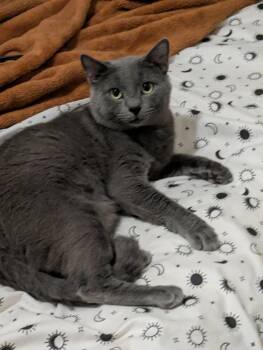 Rescue Domestic Short Hair Cats for Adoption in Wantage, New Jersey - GG | PetCurious