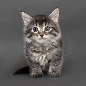 Allegra -  Domestic Short Hair Cat for Adoption in Franklin, Tennessee - Allegra | PetCurious