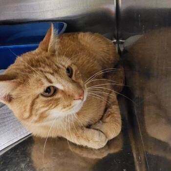 Massimo -  Domestic Short Hair Cat for Adoption in Burlington, Iowa - Massimo | PetCurious